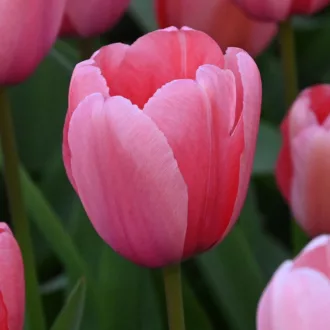 Tulipa Darwin Hibrid 'Pink Impression' – Imression 10db/csomag – Tulipán