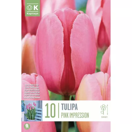 Tulipa Darwin Hibrid 'Pink Impression' – Imression 10db/csomag – Tulipán