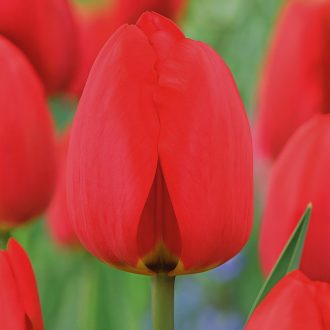 Tulipa Darwin Hibrid ‘Red Van Eijk’ - Tulipán Darwin – 10 db/csomag