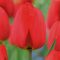 Tulipa Darwin Hibrid ‘Red Van Eijk’ - Tulipán Darwin – 10 db/csomag