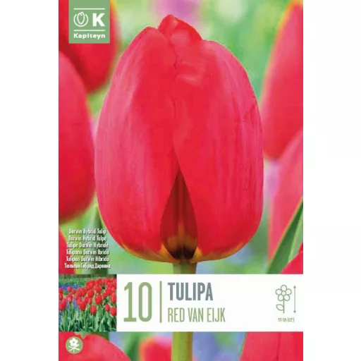 Tulipa Darwin Hibrid ‘Red Van Eijk’ - Tulipán Darwin – 10 db/csomag