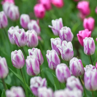 Tulipa Triumph ‘Flaming Flag’ - Tulipán Triumph Flaming – 10 db/csomag