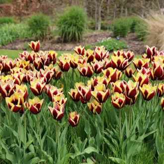 Tulipa Triumph ‘Gavota’ - Tulipán Triumph ‘Gavota’ 10 db/csomag