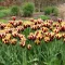Tulipa Triumph ‘Gavota’ - Tulipán Triumph ‘Gavota’ 10 db/csomag