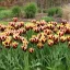 Tulipa Triumph ‘Gavota’ - Tulipán Triumph ‘Gavota’ 10 db/csomag