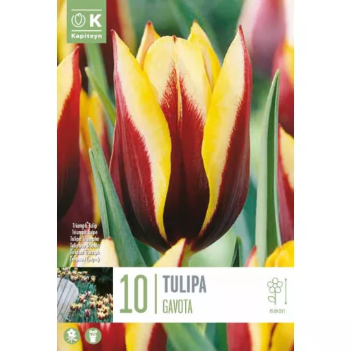 Tulipa Triumph ‘Gavota’ - Tulipán Triumph ‘Gavota’ 10 db/csomag
