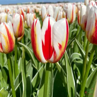 Tulipa Triumph ‘Happy Generation’ - Tulipán Triumph – 10 db/csomag