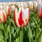 Tulipa Triumph ‘Happy Generation’ - Tulipán Triumph – 10 db/csomag