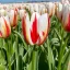 Tulipa Triumph ‘Happy Generation’ - Tulipán Triumph – 10 db/csomag