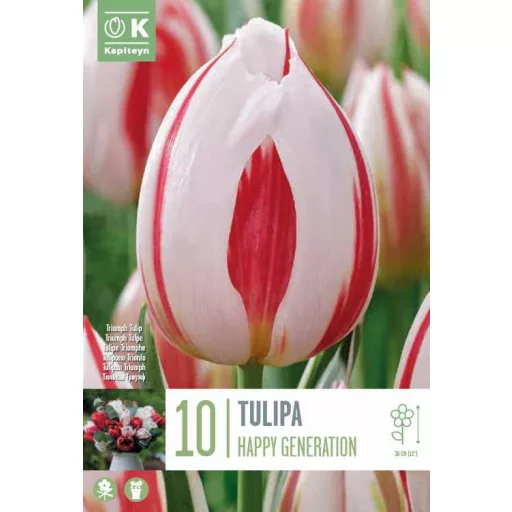 Tulipa Triumph ‘Happy Generation’ - Tulipán Triumph – 10 db/csomag
