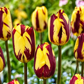Tulipa Triumph Helmar - Tulipán Triumph Helmar 10db/csomag