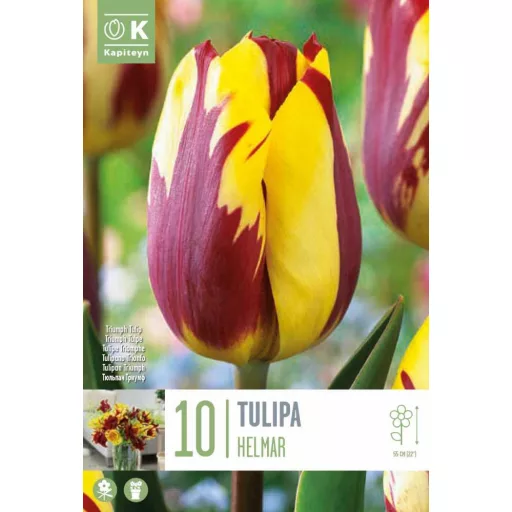 Tulipa Triumph Helmar - Tulipán Triumph Helmar 10db/csomag