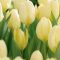 Tulipa Fosteriana ‘Purissima’ - Tulipán Fosteriana – 10 db/csomag