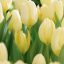 Tulipa Fosteriana ‘Purissima’ - Tulipán Fosteriana – 10 db/csomag
