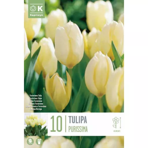 Tulipa Fosteriana ‘Purissima’ - Tulipán Fosteriana – 10 db/csomag