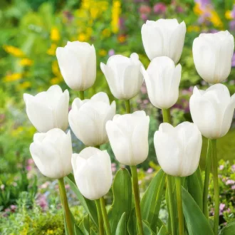 Tulipa Triumph Royal Virgin - Tulipán Triumph Royal Virgin 10db/csomag