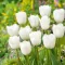 Tulipa Triumph Royal Virgin - Tulipán Triumph Royal Virgin 10db/csomag