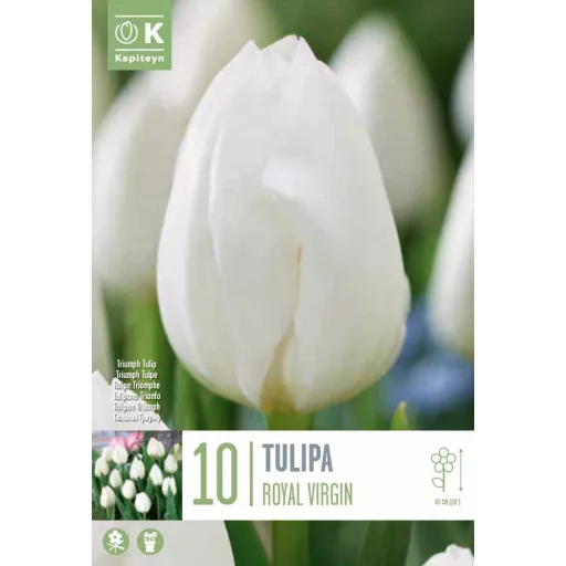 Tulipa Triumph Royal Virgin - Tulipán Triumph Royal Virgin 10db/csomag