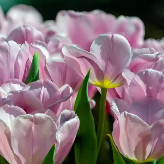 Tulipa Triumph Synaeda Amor - Tulipán Triumph Synaeda Amor 10db/csomag