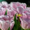 Tulipa Triumph Synaeda Amor - Tulipán Triumph Synaeda Amor 10db/csomag