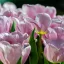 Tulipa Triumph Synaeda Amor - Tulipán Triumph Synaeda Amor 10db/csomag