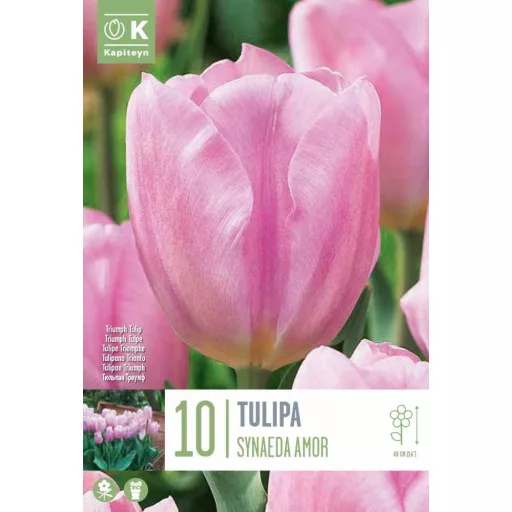 Tulipa Triumph Synaeda Amor - Tulipán Triumph Synaeda Amor 10db/csomag