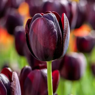Tulipa Single Late ‘Queen of Night’ - Tulipán Single – 10 db/csomag