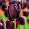 Tulipa Single Late ‘Queen of Night’ - Tulipán Single – 10 db/csomag