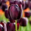 Tulipa Single Late ‘Queen of Night’ - Tulipán Single – 10 db/csomag