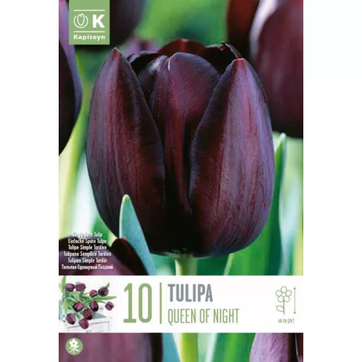 Tulipa Single Late ‘Queen of Night’ - Tulipán Single – 10 db/csomag