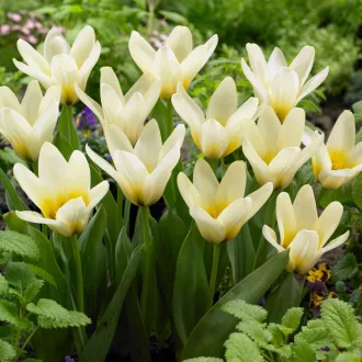 Tulipa Fosteriana ‘Concerto’ - Tulipán Fosteriana – 10 db/csomag