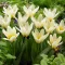 Tulipa Fosteriana ‘Concerto’ - Tulipán Fosteriana – 10 db/csomag