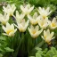 Tulipa Fosteriana ‘Concerto’ - Tulipán Fosteriana – 10 db/csomag