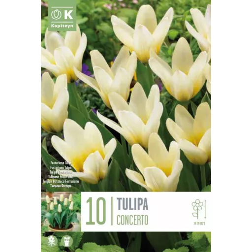 Tulipa Fosteriana ‘Concerto’ - Tulipán Fosteriana – 10 db/csomag