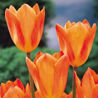 Tulipa Fosteriana 'Orange Emperor' - Tulipán – Emperor 10db/csomag