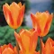Tulipa Fosteriana 'Orange Emperor' - Tulipán – Emperor 10db/csomag