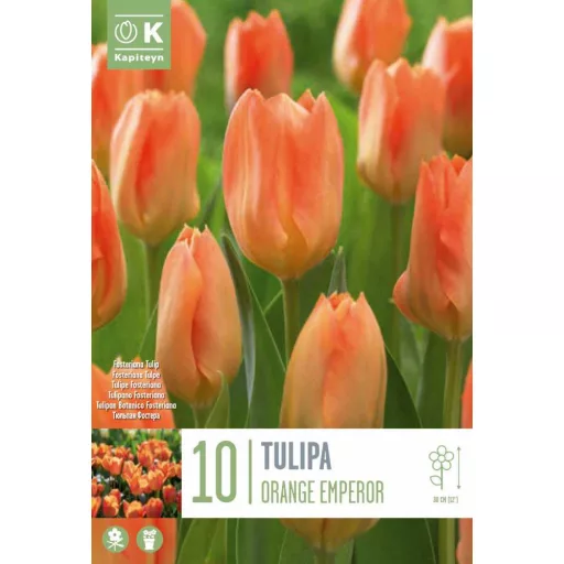 Tulipa Fosteriana 'Orange Emperor' - Tulipán – Emperor 10db/csomag