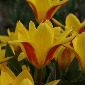 Tulipa Kaufmanniana 'Giuseppe Verdi' Tulipán – Verdi 10db/csomag