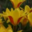 Tulipa Kaufmanniana 'Giuseppe Verdi' Tulipán – Verdi 10db/csomag