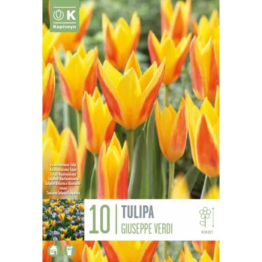 Tulipa Kaufmanniana 'Giuseppe Verdi' Tulipán – Verdi 10db/csomag