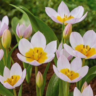 Tulipa Specie ‘Bakeri Lilac Wonder’ - Tulipán Specie – 15 db/csomag