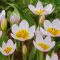 Tulipa Specie ‘Bakeri Lilac Wonder’ - Tulipán Specie – 15 db/csomag