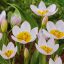 Tulipa Specie ‘Bakeri Lilac Wonder’ - Tulipán Specie – 15 db/csomag