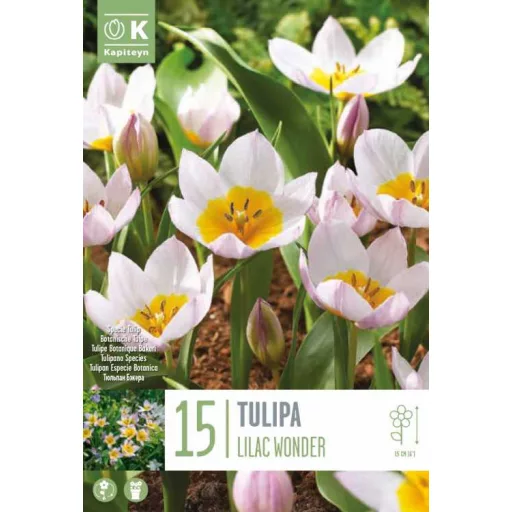 Tulipa Specie ‘Bakeri Lilac Wonder’ - Tulipán Specie – 15 db/csomag