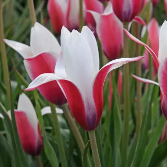 Tulipa Specie ‘Clusiana Peppermint Stick’ Tulipán Specie – 6 db/csomag