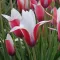 Tulipa Specie ‘Clusiana Peppermint Stick’ Tulipán Specie – 6 db/csomag