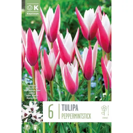 Tulipa Specie ‘Clusiana Peppermint Stick’ Tulipán Specie – 6 db/csomag