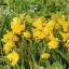 Tulipa Specie ‘Sylvestris’ - Tulipán Specie Sylvestris 10 db/csomag