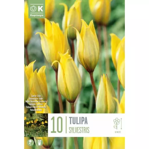 Tulipa Specie ‘Sylvestris’ - Tulipán Specie Sylvestris 10 db/csomag