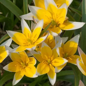 Tulipa Specie Tarda - Tulipán Specie ‘Tarda’ 20 db/csomag